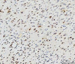 Invitrogen ABI1 Polyclonal Antibody 100 &mu;g; Unconjugated:Antibodies,