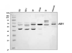 Invitrogen ABI1 Polyclonal Antibody 100 &mu;g; Unconjugated:Antibodies,