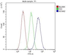 Invitrogen ACAA2 Polyclonal Antibody 100 &mu;g; Unconjugated:Antibodies,