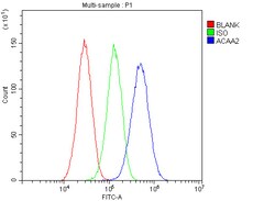 Invitrogen ACAA2 Polyclonal Antibody 100 &mu;g; Unconjugated:Antibodies,