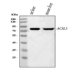 Invitrogen ACSL5 Polyclonal Antibody 100 &mu;g; Unconjugated:Antibodies,