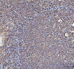 Invitrogen ACTA1 Polyclonal Antibody 100 &mu;g; Unconjugated:Antibodies,