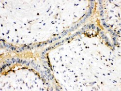 Invitrogen ACTA1 Polyclonal Antibody 100 &mu;g; Unconjugated:Antibodies,