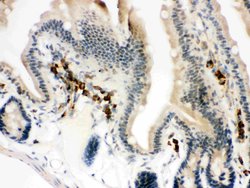 Invitrogen ACTA1 Polyclonal Antibody 100 &mu;g; Unconjugated:Antibodies,