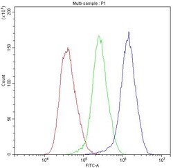 Invitrogen alpha Actinin 3 Polyclonal Antibody, DyLight 488 100 &mu;g | Buy Online | Invitrogen&trade; | Fisher Scientific