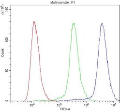 Invitrogen alpha Actinin 3 Polyclonal Antibody 100 &mu;g; Unconjugated:Antibodies,