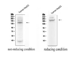 Invitrogen ADAMTS13 Polyclonal Antibody 100 &mu;g; Unconjugated:Antibodies,