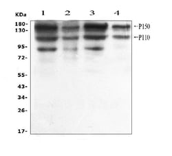 Invitrogen ADAR1 Polyclonal Antibody 100 &mu;g; Unconjugated:Antibodies,