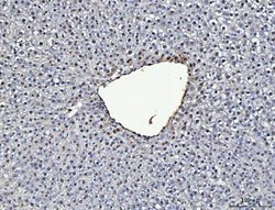 Invitrogen ADK Polyclonal Antibody 100 &mu;g; Unconjugated:Antibodies,