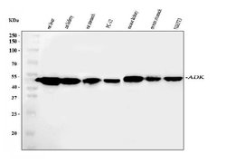 Invitrogen ADK Polyclonal Antibody 100 &mu;g; Unconjugated:Antibodies,