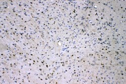 Invitrogen ADO Polyclonal Antibody 100 &mu;g | Buy Online | Invitrogen&trade; | Fisher Scientific
