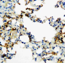 Invitrogen RAGE Polyclonal Antibody 100 &mu;g; Unconjugated:Antibodies,