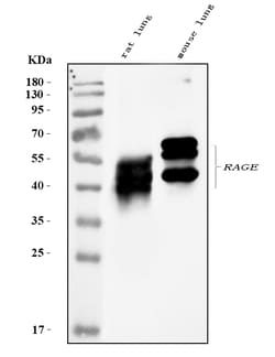 Invitrogen RAGE Polyclonal Antibody 100 &mu;g; Unconjugated:Antibodies,