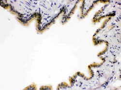 Invitrogen RAGE Polyclonal Antibody 100 &mu;g; Unconjugated:Antibodies,