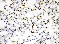 Invitrogen RAGE Polyclonal Antibody 100 &mu;g; Unconjugated:Antibodies,