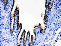 Invitrogen AgRP Polyclonal Antibody 100 &mu;g; Unconjugated:Antibodies,
