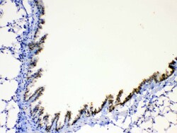 Invitrogen AgRP Polyclonal Antibody 100 &mu;g; Unconjugated:Antibodies,