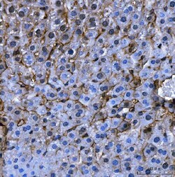 Invitrogen Angiotensinogen Polyclonal Antibody 100 &mu;g; Unconjugated:Antibodies,