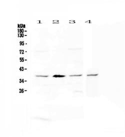 Invitrogen AHA1 Polyclonal Antibody 100 &mu;g; Unconjugated:Antibodies,