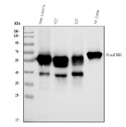 Invitrogen Fetuin A Polyclonal Antibody 100 &mu;g; Unconjugated:Antibodies,