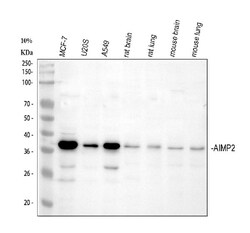 Invitrogen AIMP2 Polyclonal Antibody 100 &mu;g; Unconjugated:Antibodies,