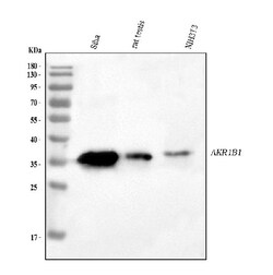 Invitrogen AKR1B1 Polyclonal Antibody 100 &mu;g; Unconjugated:Antibodies,