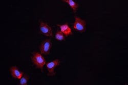 Invitrogen ALDH1A3 Polyclonal Antibody 100 &mu;g; Unconjugated:Antibodies,