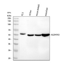 Invitrogen ALDH1A3 Polyclonal Antibody 100 &mu;g; Unconjugated:Antibodies,