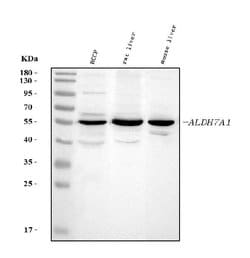 Invitrogen ALDH7A1 Polyclonal Antibody 100 &mu;g; Unconjugated:Antibodies,