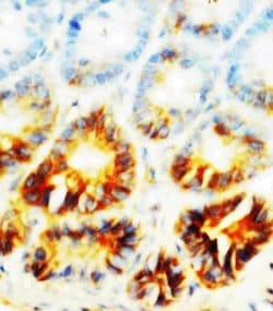 Invitrogen ALPL Polyclonal Antibody 100 &mu;g; Unconjugated:Antibodies,