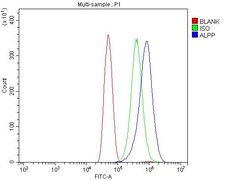 Invitrogen Placental Alkaline Phosphatase Polyclonal Antibody 100 &mu;g;