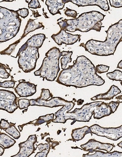 Invitrogen Placental Alkaline Phosphatase Polyclonal Antibody 100 &mu;g;