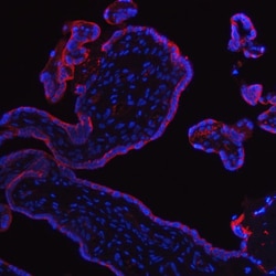Invitrogen Placental Alkaline Phosphatase Polyclonal Antibody 100 &mu;g;