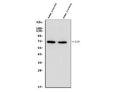 Invitrogen Placental Alkaline Phosphatase Polyclonal Antibody 100 &mu;g;