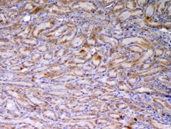 Invitrogen AMD1 Polyclonal Antibody 100 &mu;g; Unconjugated:Antibodies,