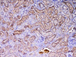Invitrogen AMD1 Polyclonal Antibody 100 &mu;g; Unconjugated:Antibodies,