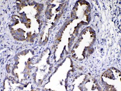 Invitrogen AMD1 Polyclonal Antibody 100 &mu;g; Unconjugated:Antibodies,