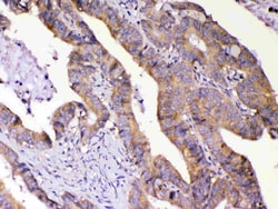 Invitrogen AMD1 Polyclonal Antibody 100 &mu;g; Unconjugated:Antibodies,