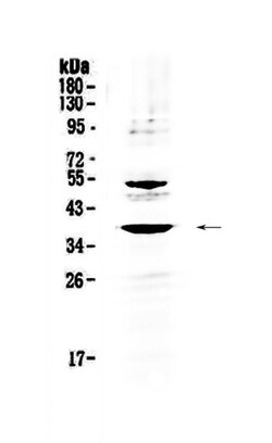Invitrogen AMD1 Polyclonal Antibody 100 &mu;g; Unconjugated:Antibodies,