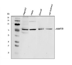 Invitrogen AMFR Polyclonal Antibody 100 &mu;g; Unconjugated:Antibodies,