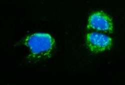 Invitrogen AMHR2 Polyclonal Antibody 100 &mu;g; Unconjugated:Antibodies,