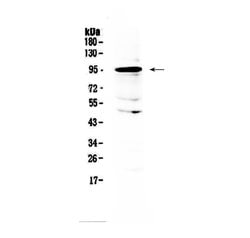 Invitrogen AMOTL2 Polyclonal Antibody 100 &mu;g; Unconjugated:Antibodies,