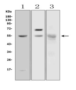 Invitrogen alpha Amylase 1 Polyclonal Antibody 100 &mu;g; Unconjugated:Antibodies,