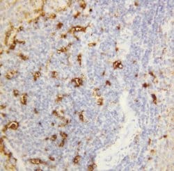 Invitrogen alpha Amylase 1 Polyclonal Antibody 100 &mu;g; Unconjugated:Antibodies,