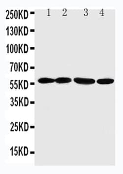 Invitrogen ANGPTL1 Polyclonal Antibody 100 &mu;g; Unconjugated:Antibodies,