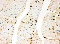 Invitrogen Annexin A3 Polyclonal Antibody 100 &mu;g | Buy Online | Invitrogen&trade; | Fisher Scientific