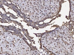 Invitrogen Annexin A4 Polyclonal Antibody 100 &mu;g; Unconjugated:Antibodies,