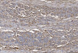Invitrogen Annexin A4 Polyclonal Antibody 100 &mu;g; Unconjugated:Antibodies,