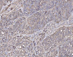 Invitrogen Annexin A4 Polyclonal Antibody 100 &mu;g; Unconjugated:Antibodies,