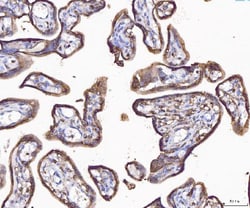 Invitrogen Annexin A4 Polyclonal Antibody 100 &mu;g; Unconjugated:Antibodies,